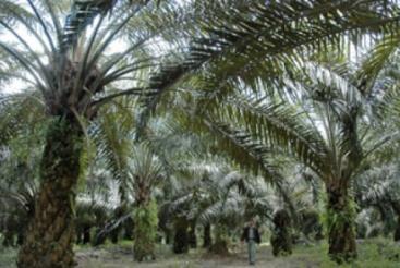 Soal HGU di Sumut, Ini Kata Iskandar Sitorus untuk Presiden Joko Widodo