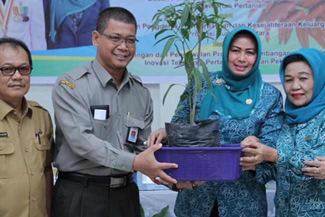 Sumut Surplus Cabai 152.110 Ton Tahun 2016