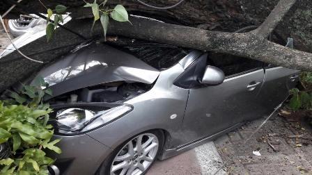 Pohon Tumbang di Merdeka Walk Medan, 3 Mobil dan 1 Sepeda Motor Rusak