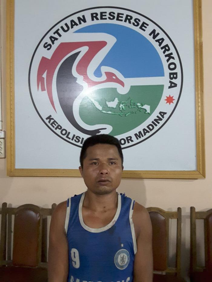 Lagi - lagi Polres Madina Amankan 8 Ball Ganja Kering