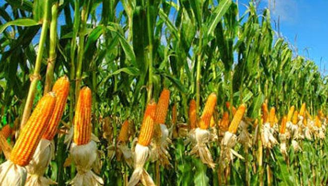 Gawat, Lagi-Lagi Petani Jagung di Karo Merugi