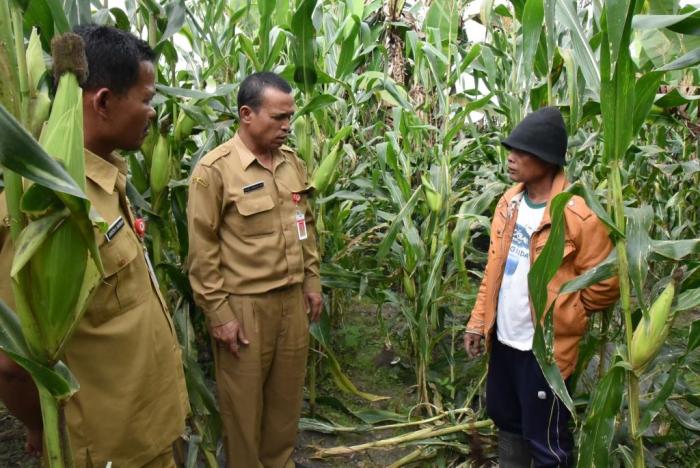 Bupati Humbahas Bentuk Tim Upsus Percepatan Areal Tanaman Jagung
