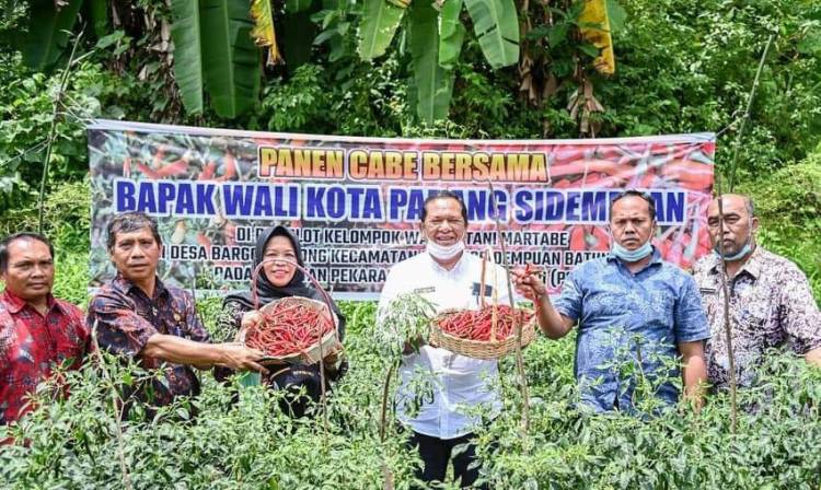 Walikota Sidempuan Hadiri Panen Perdana Cabai Merah KWT Martabe