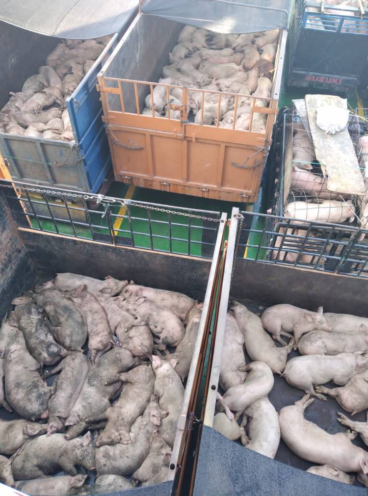 Masyarakat Harapkan Babi Yang Masuk Ke Pulau Nias Harus Benar-Benar Sehat