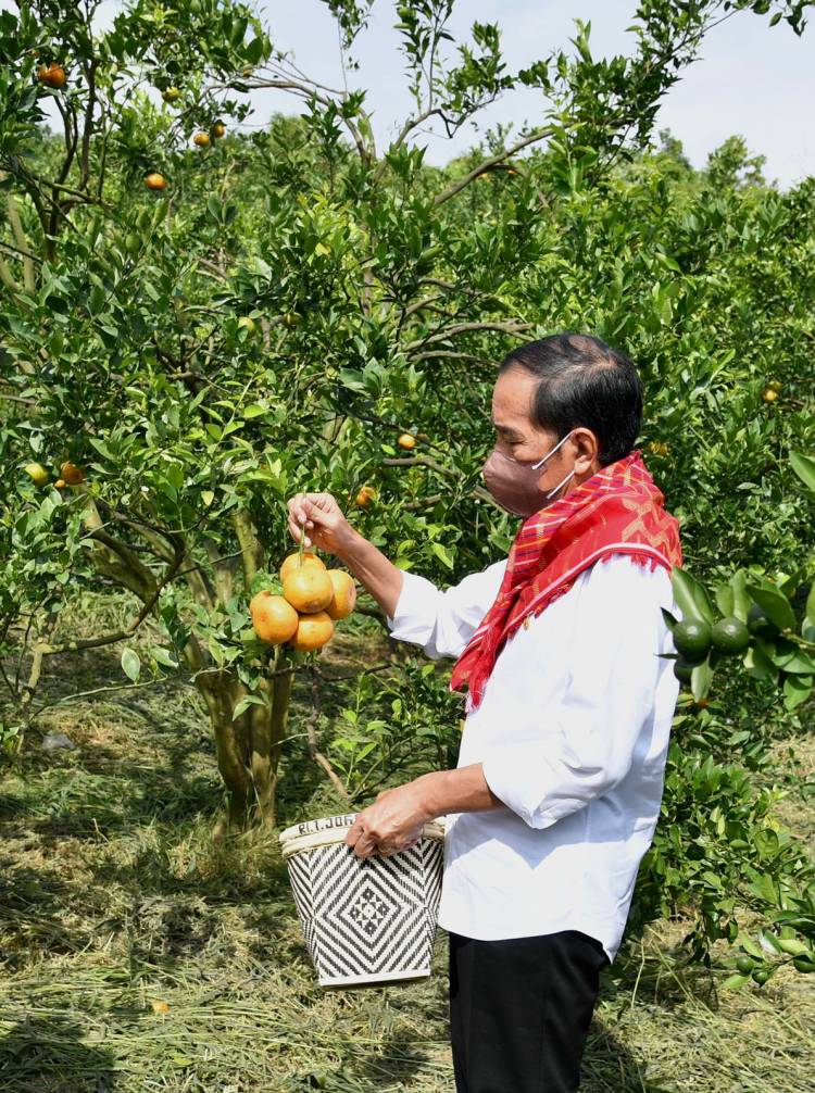 Presiden Jokowi Tegaskan Pentingnya Infrastruktur Jalan untuk Tunjang Kegiatan Produksi