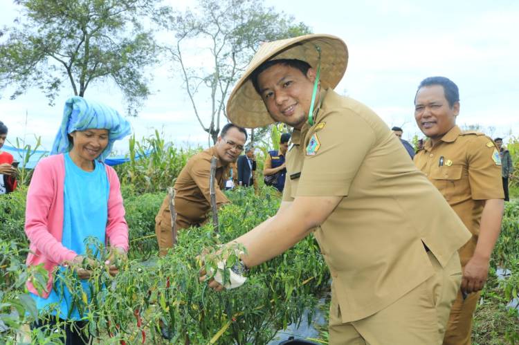 Bupati Samosir Tinjau Lahan Pertanian Cabe Merah Di Desa Aaek Nauli