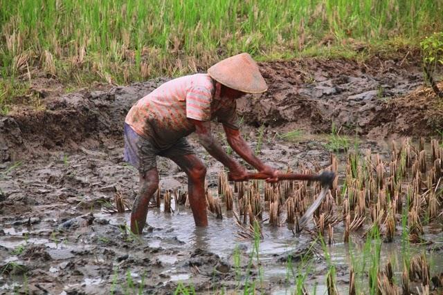  Jangan Ulangi Impor Cangkul yang Merugikan Industri Nasional