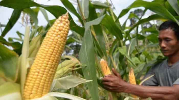 Hebat! Indonesia Ekspor 60.000 Ton Jagung ke Filipina