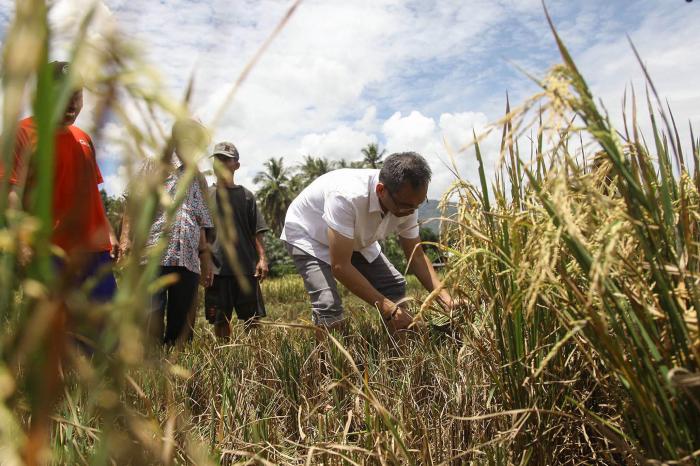 Dibantu Sihar Memanen Padi, Petani : Kita Berharap Sihar Menjadi Pemimpin Sumut