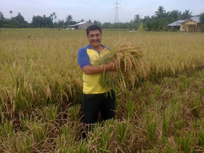 Dosen Fakultas Pertanian UHN Lakukan Pemberdayaan Budidaya Padi Sawah Metode SRI di Kecamatan Namorambe