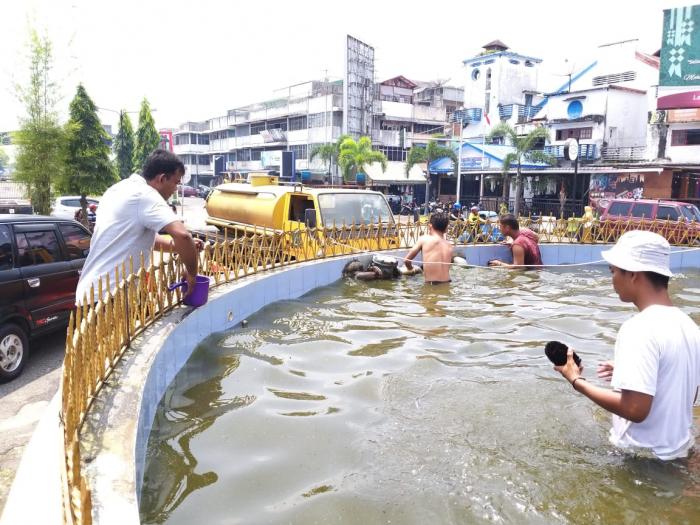 Ikan Mati Timbulkan Bau Busuk di Kolam Air Mancur Padangsidimpuan