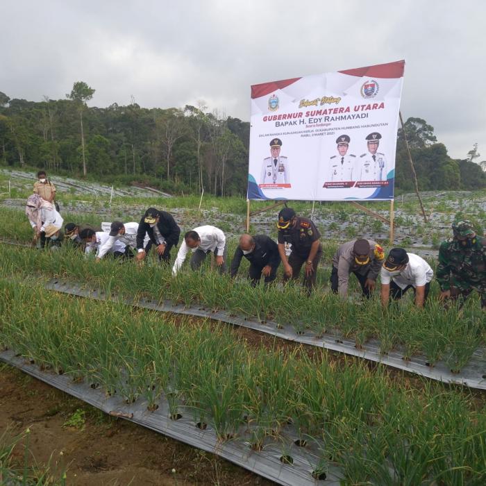 Gubsu Edy Rahmayadi Kunker Ke Food Estate di Kab.Humbang Hasundutan