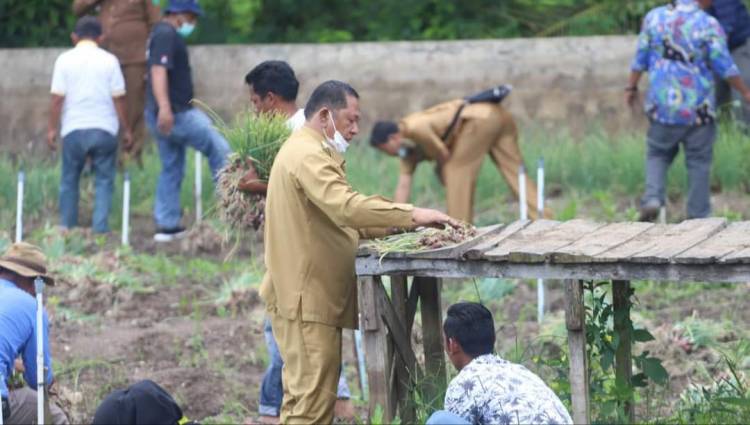 Walikota  Sidempuan Panen Bibit Bawang Merah Poktan Mekar Sari