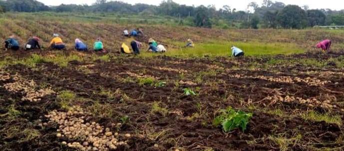 Kelompok Tani RIA BERSINAR, Panen Kentang Dilahan Food Estate, Hasil Sangat Memuaskan
