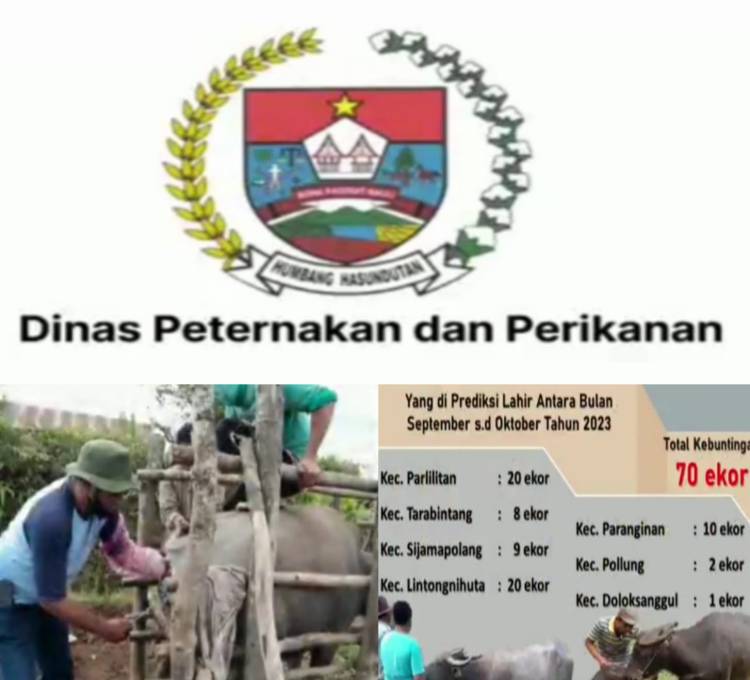 Inseminasi Buatan (Kawin Suntik), Salah Satu Program Unggulan Dinas Peternakan Dan Perikanan Humbahas