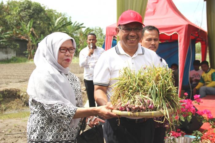 Saat Akhyar Nasution Juga Panen Benih Bawang Merah