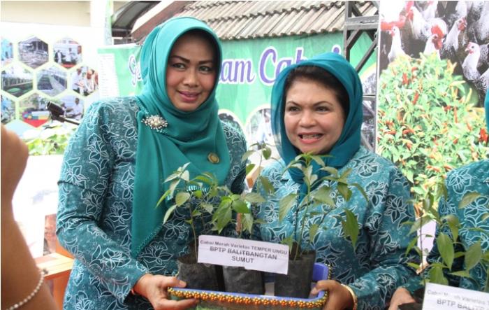 Sumut Perkenalkan Cabai Karo Varietas Temper Ungu