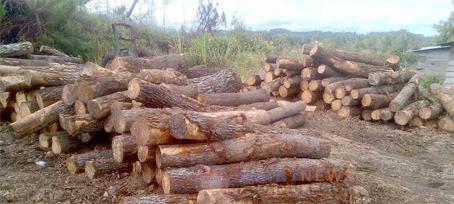 Warga Paratusan Parmonangan Protes Penebangan Pinus di Kawasan Hutan