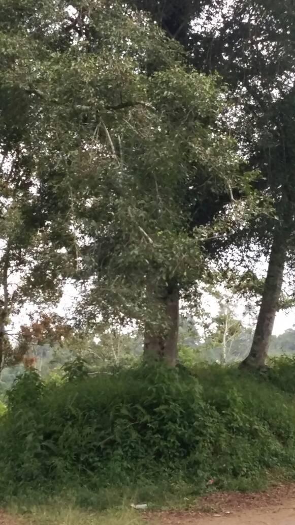 Legenda Tongkat Sisingamangaraja XII Jadi Pohon Besar di Pagaran Tapanuli Utara 