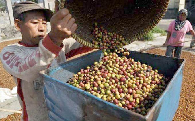Segera Dipatenkan, Kopi Robusta Empat Lawang Sumsel