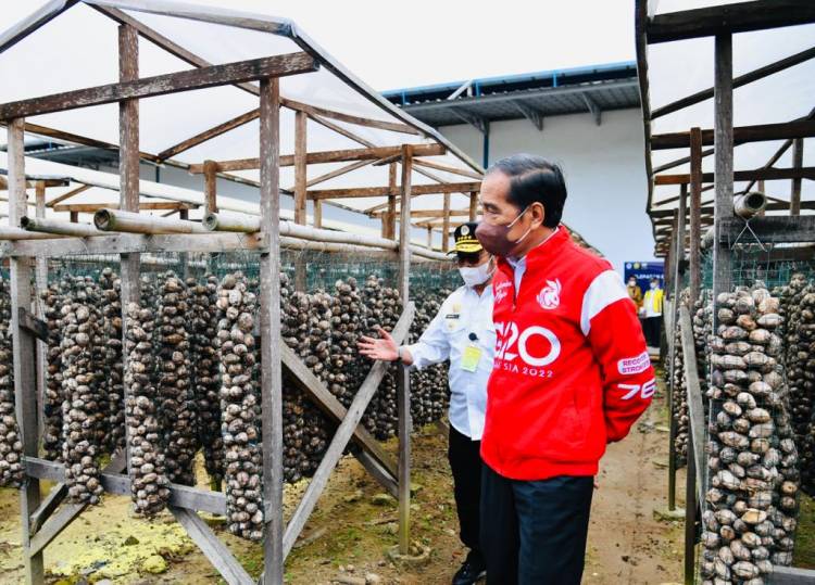 Presiden Jokowi Lepas Ekspor Pinang Biji di Muaro Jambi