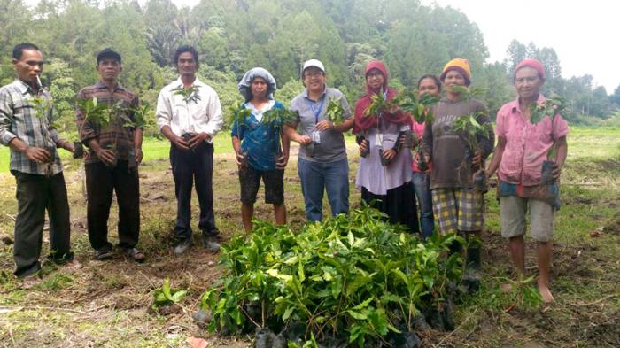 Poktan Maju Bersama Terima Bantuan Bibit Kopi dari TPL