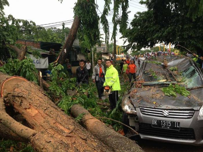 Pohon Tumbang, Timpa Minibus di Jalan Seksama Ujung
