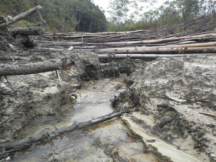 Ternyata Toba Pulp yang Beraktifitas di Kawasan Adat Desa Ranggitgit