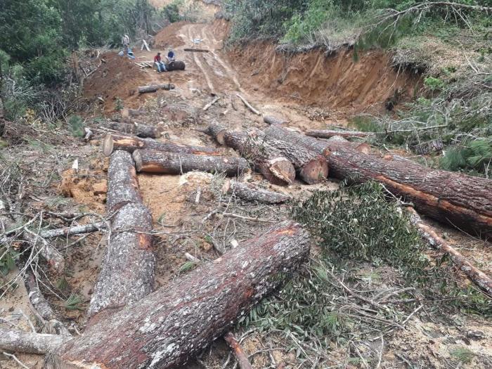 Oknum Kades Mengaku Miliki Pinus, Pengusaha Gunduli Hutan Martimbang