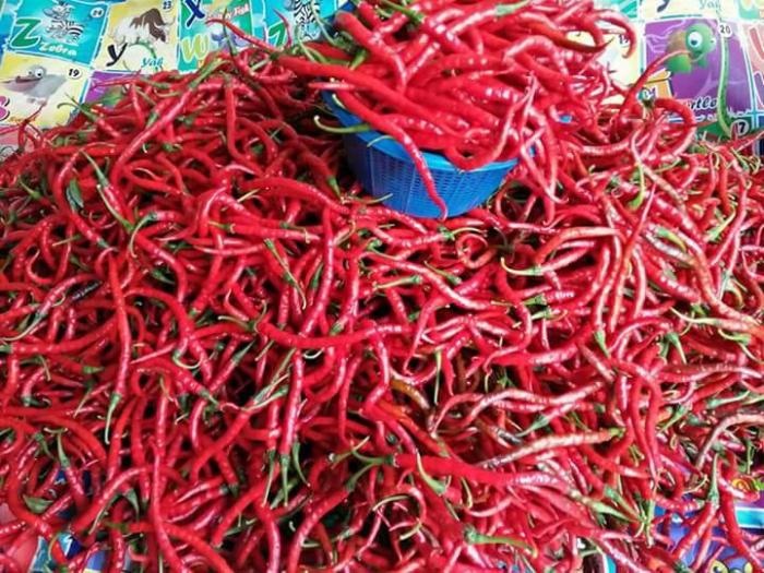 Petani Menjerit, Harga Cabe Merah Anjlok di Humbahas