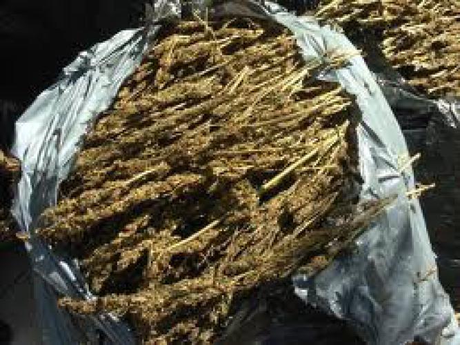 Polres Tapsel Gagalkan Pengedaran 20 Kg Ganja