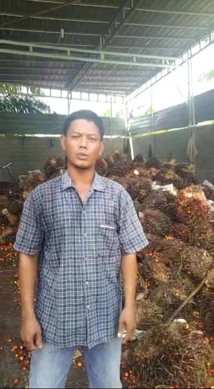 Larangan Ekspor CPO Dicabut, Petani Sawit Sumut: Terima Kasih Presiden Joko Widodo