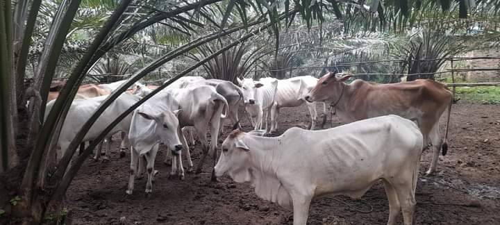 Desa Binanga Dua Belum Kembalikan Kerugian Negara, Tipikor Tunggu Rekomendasi Inspektorat