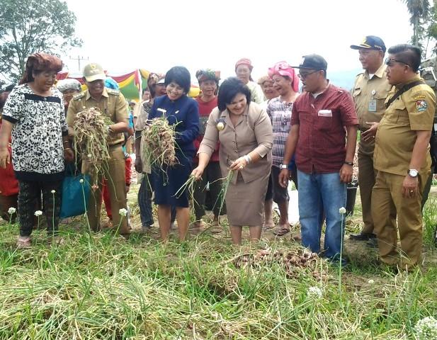 Wakil Bupati Cory Sebayang Panen Bawang Merah Komoditi Probolinggo di Karo