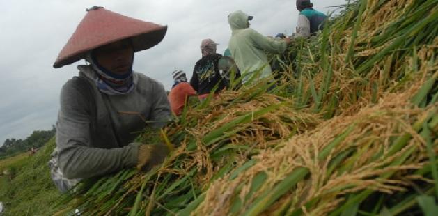 Produksi Beras Sumut Diprediksikan Tetap Surplus