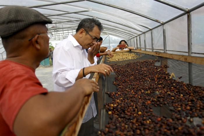 Ingin Kembalikan Kejayaan Kopi Sidikalang, Petani: Jangan Beri Kami Bibit Asal-asalan