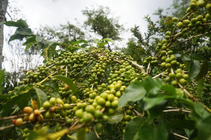 Peluang Bagi Tapanuli, Presiden Jokowi Dorong Pengembangan Budidaya Kopi