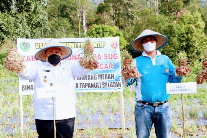 Bupati Tapsel : Sektor Pertanian Bertahan Dimasa Pandemi