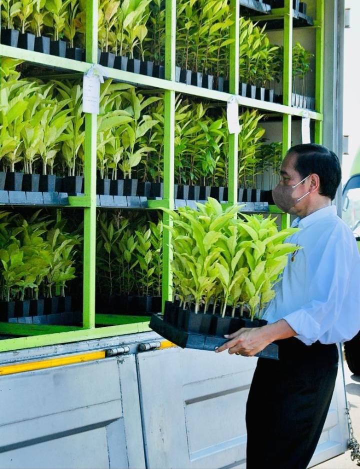 Presiden Dorong Upaya Rehabilitasi Hutan Mangrove sebagai Komitmen Hadapi Perubahan Iklim