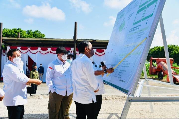 Antisipasi Krisis Pangan Global, Presiden: Sorgum Alternatif Bahan Pangan
