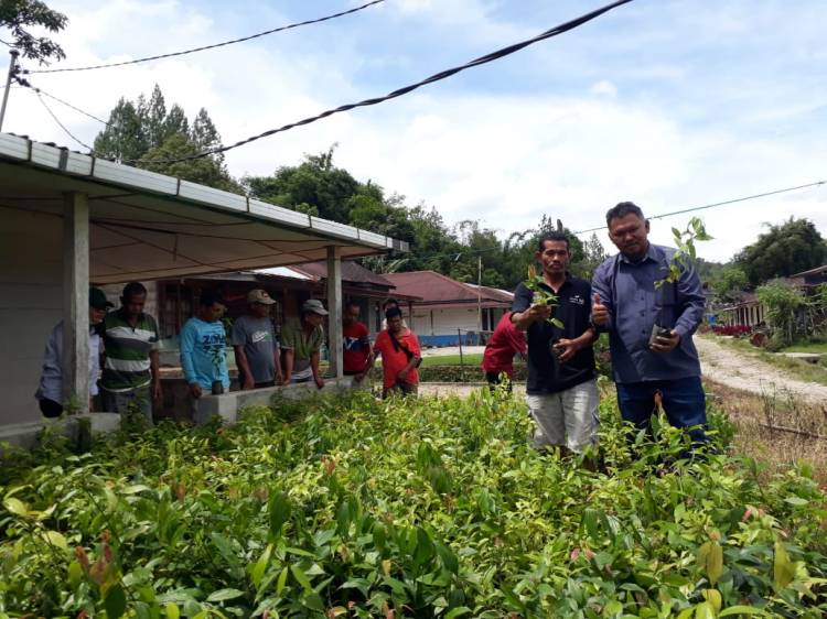 TPL bagikan 4.5000 batang Bibit Kayu Manis Kepada KTH di Sionom Hudon Parlilitan Kab.Humbang Hasundutan