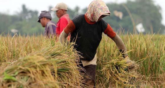 Fantastis, Produksi Padi Tapsel Capai 8,92 Ton Per Hektare
