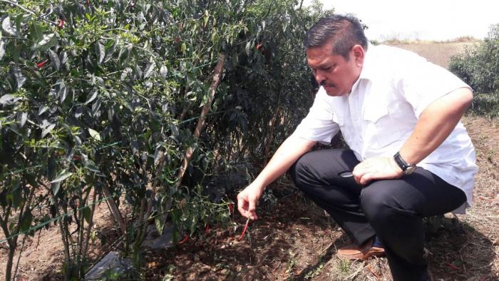 Petani Merugi, Pemerintah Diminta Jamin Harga Cabai di Simalungun