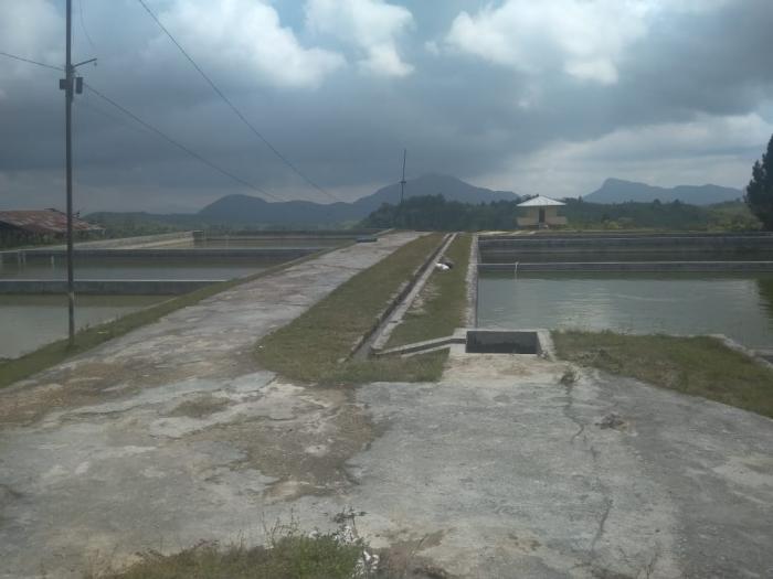 Setelah Negosiasi Dengan Pemilik Lahan Kolam Balai Benih Ikan Milik Pemkab  Humbahas Normal Kembali