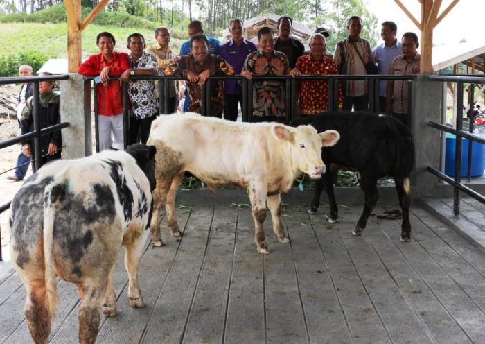 Wakil Bupati Humbahas, Serahkan Sapi Belgian Blue dari Kementerian Pertanian