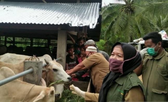 Pemko Padangsidempuan Periksa Hewan Kurban