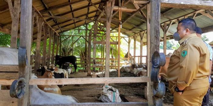 Bupati Tapsel Tinjau Kesiapan Hewan Qurban