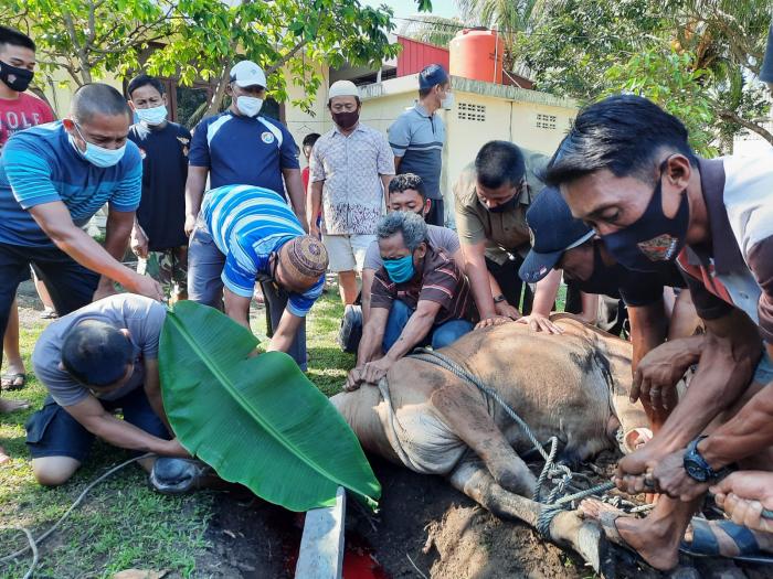 Peringati Hari Raya Idul Adha, Brimob Polda Sumut Sembelih Puluhan Ekor Hewan Kurban