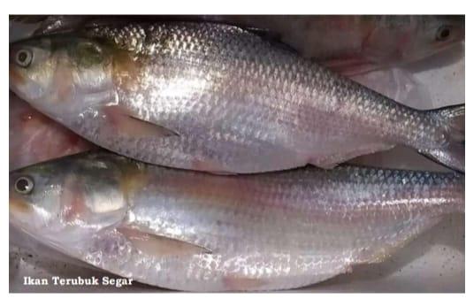 Terubuk Ikan Betuah Kebanggaan Kabupaten Labuhanbatu
