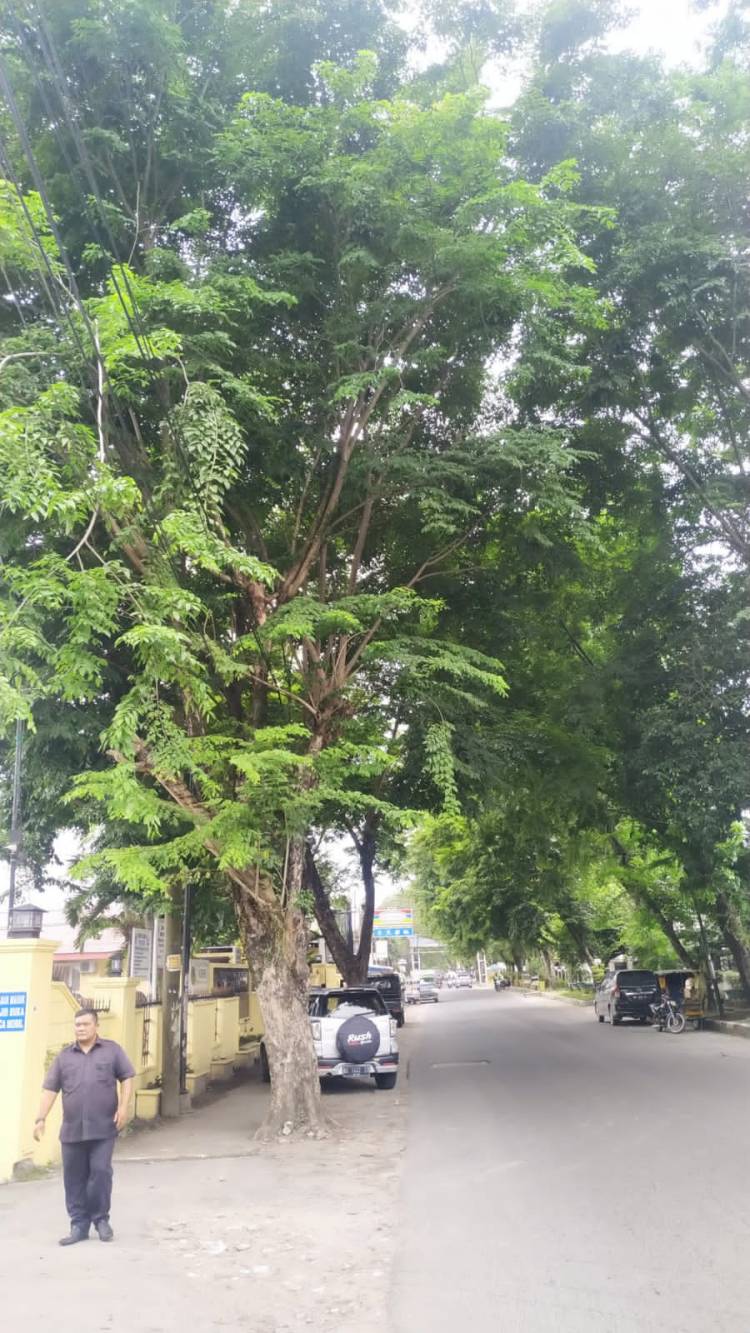 Tragedi Pohon Tumbang, Wakil Ketua Komisi IV DPRD Medan, Rudiawan Sitorus: Utamakan Keselamatan Rakyat
